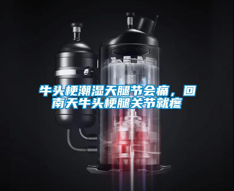 牛頭梗潮濕天腿節(jié)會痛，回南天牛頭梗腿關(guān)節(jié)就疼